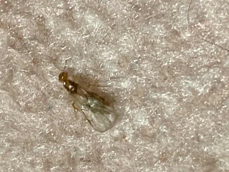 顕微鏡を使った害虫特定の様子2