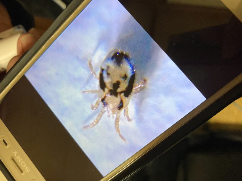 顕微鏡を使った害虫特定の様子3