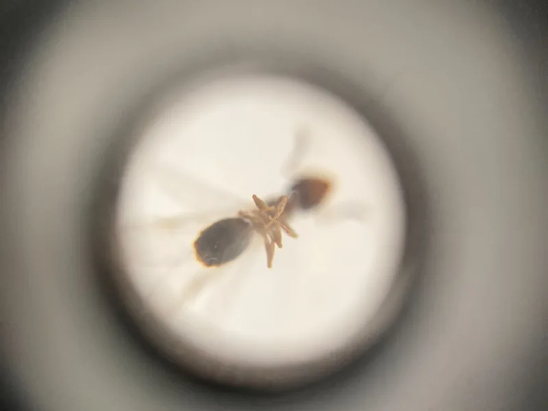 ダニ駆除の様子2